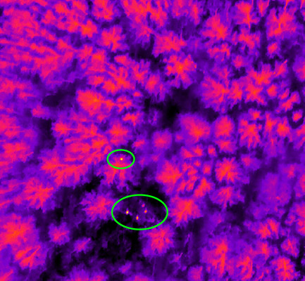 Infrared Wildlife Surveys